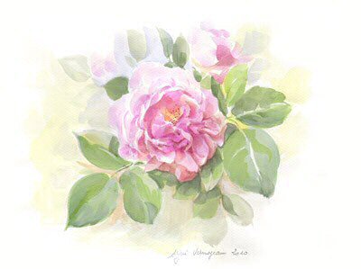 Rose Cuisse de Nymphe 2